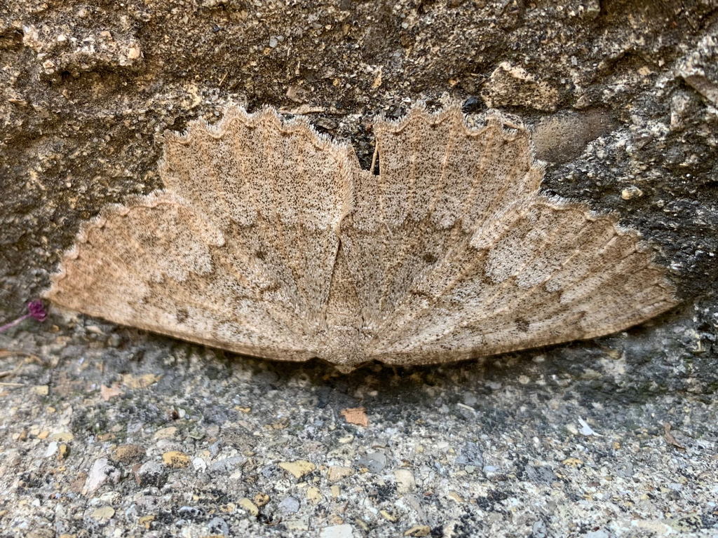 Falena appiattita - Gnophos (Gnophos) furvata - Geometridae