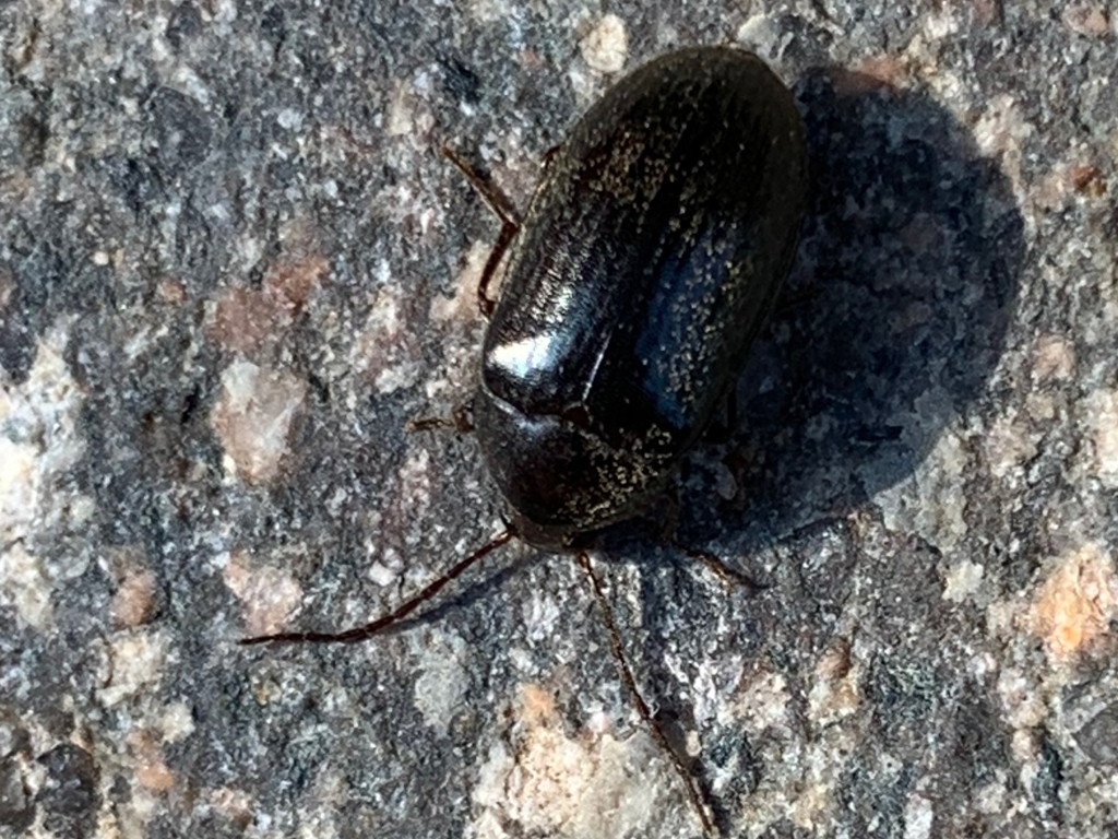 Tenebrionidae Alleculinae: Hymenalia rufipes? No, Prionychus sp.