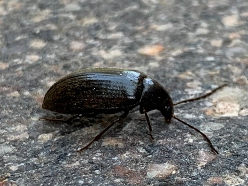 Tenebrionidae Alleculinae: Hymenalia rufipes? No, Prionychus sp.