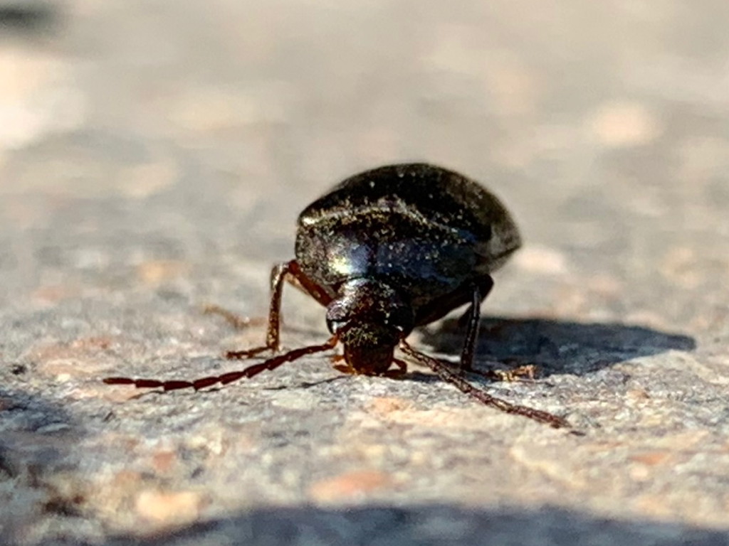 Tenebrionidae Alleculinae: Hymenalia rufipes? No, Prionychus sp.