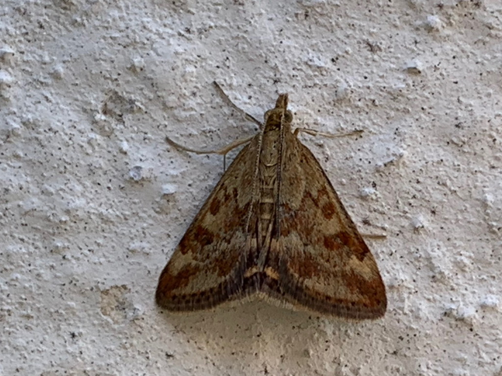 Geometridae? No, Crambidae: Pyrausta despicata