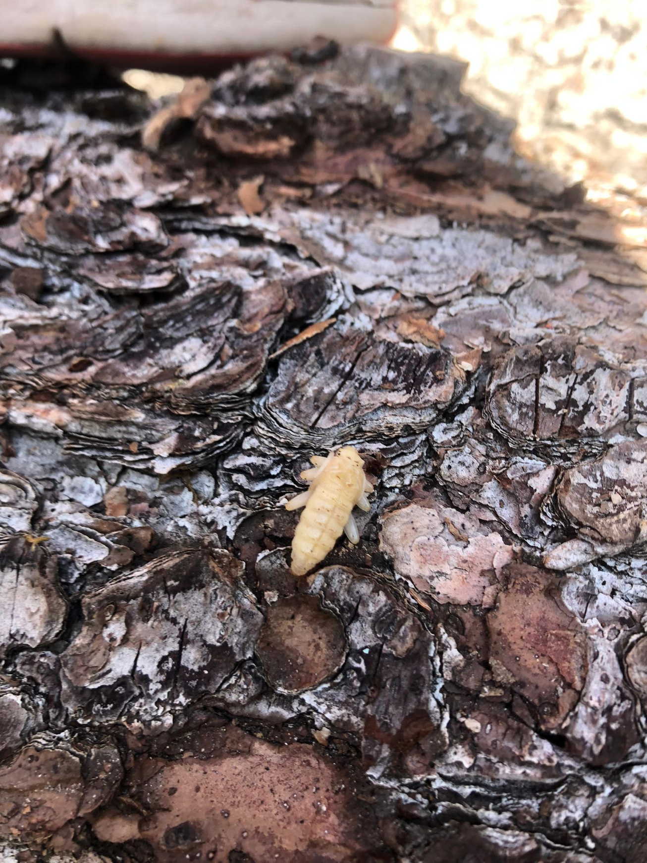 esuvia?  No, pupa di Cerambycidae da confermare