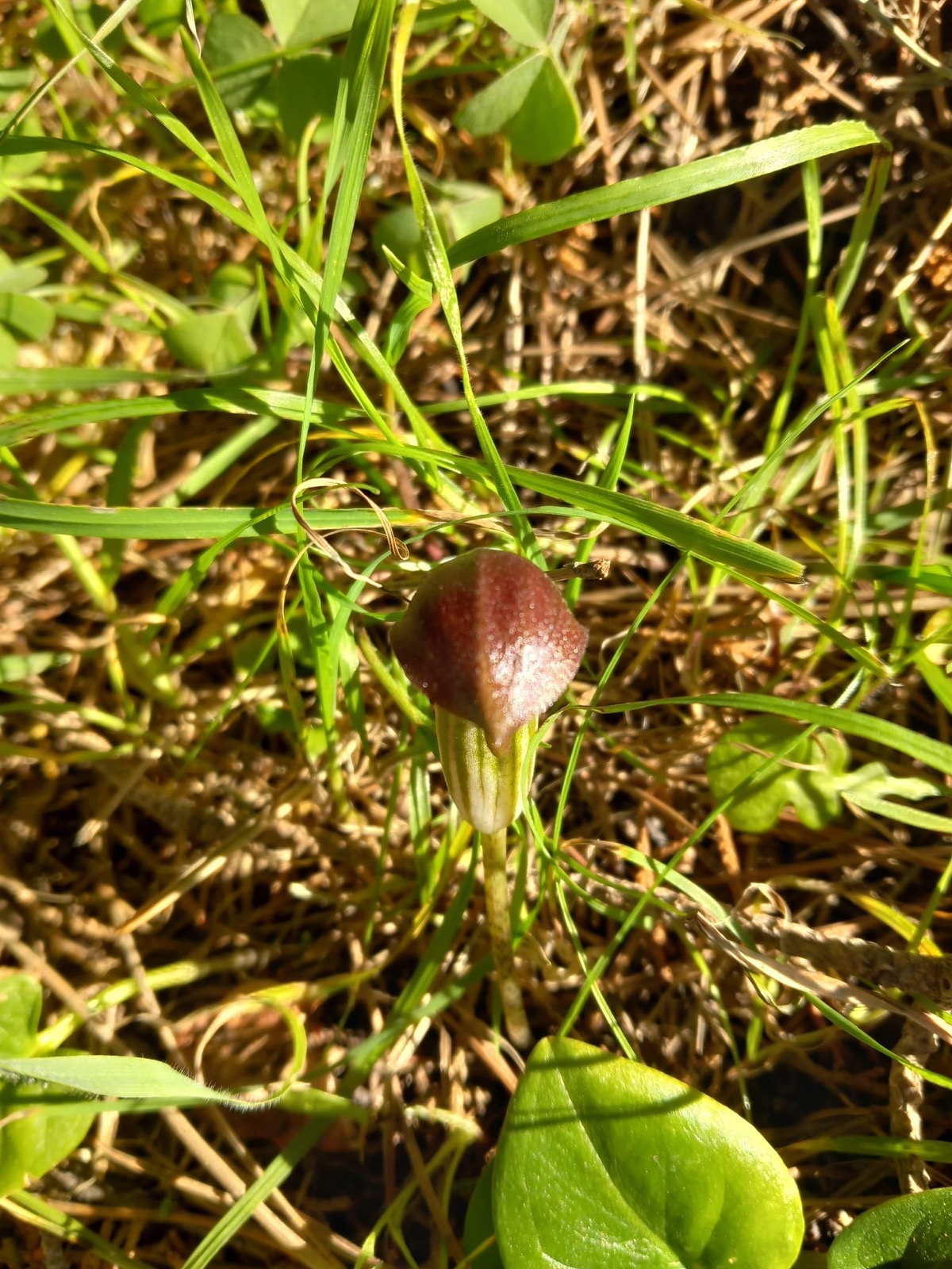 fiore nel prato