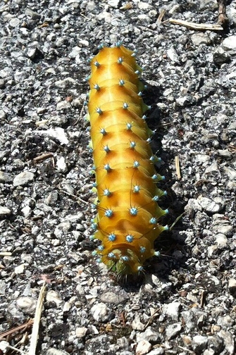 grosso bruco - Saturnia (Saturnia) pyri