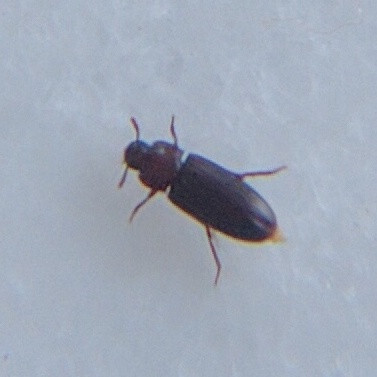 Tenebrio molitor (cfr.), Tenebrionidae