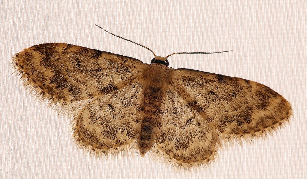 Farfallina casalinga da identificare - Idaea inquinata