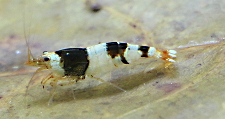 Caridina Cantonensis