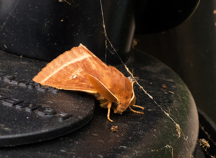 Falena ?? da identificare - Lasiocampa trifolii