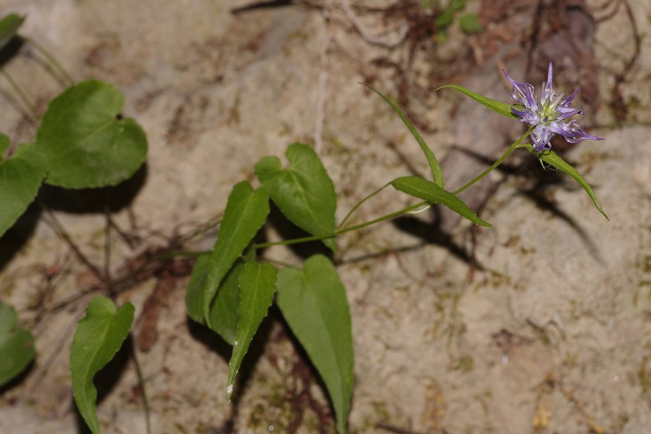 azzurro da determinare - Phyteuma scheuchzeri