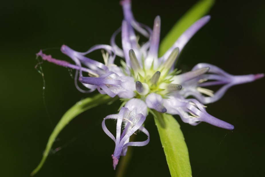 azzurro da determinare - Phyteuma scheuchzeri