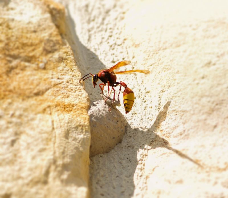 Delta unguiculatum (Vespidae, Eumeninae)