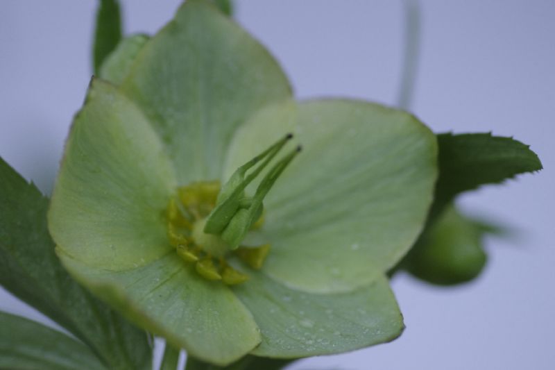 Elleborus viridis/ elleboro verde