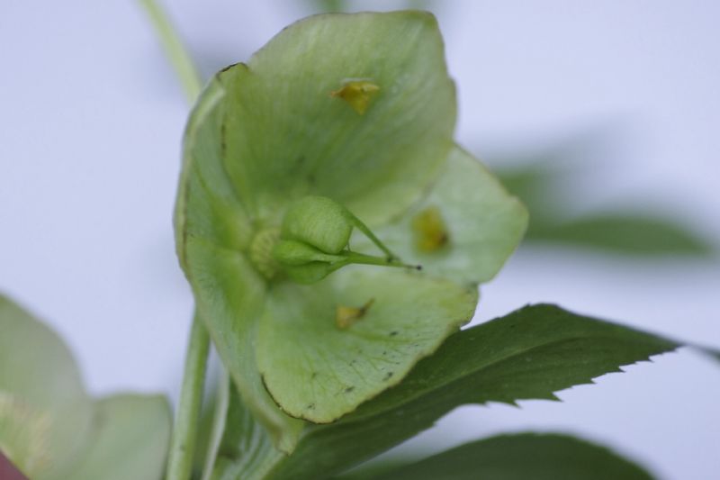 Elleborus viridis/ elleboro verde