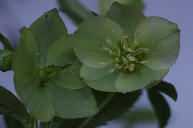 Elleborus viridis/ elleboro verde