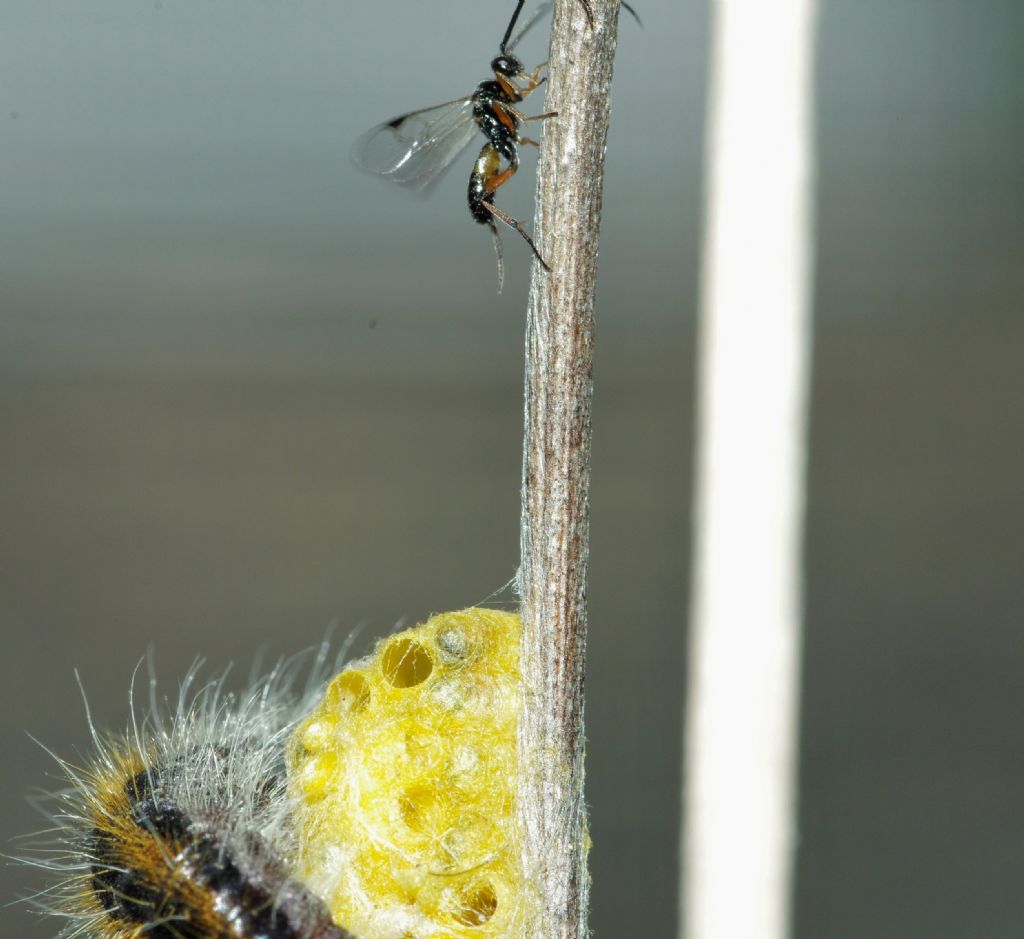 vespa parassita della Pieride del biancospino: Apantheles sp