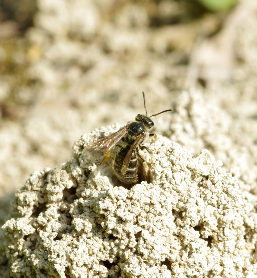 api terricole : femmine di Apidae Halictinae