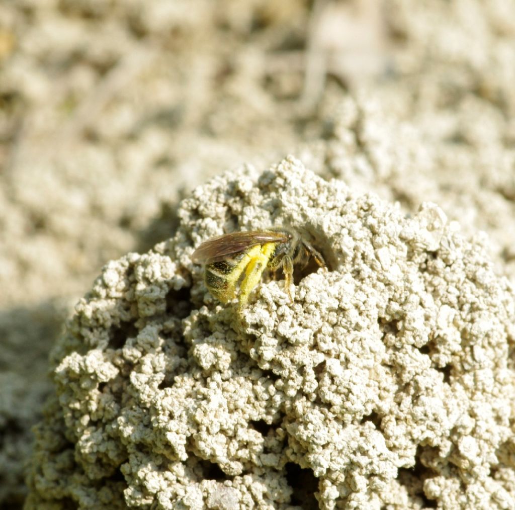 api terricole : femmine di Apidae Halictinae