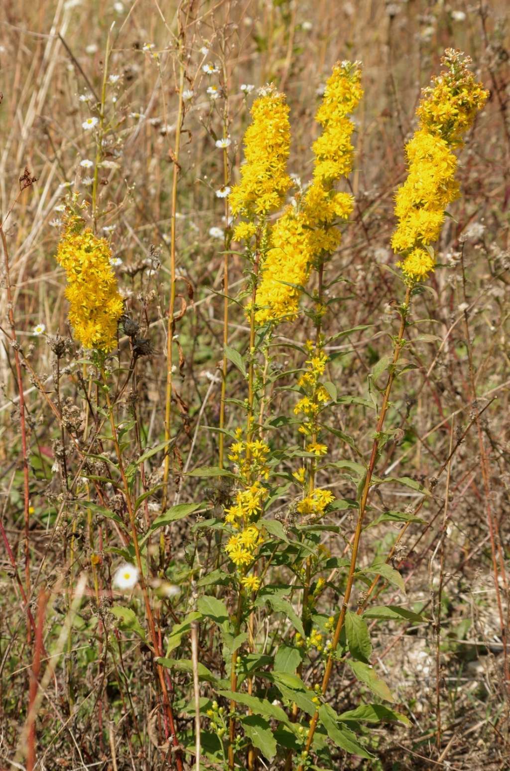 Solidago virgaurea