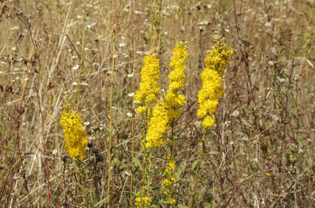 Solidago virgaurea