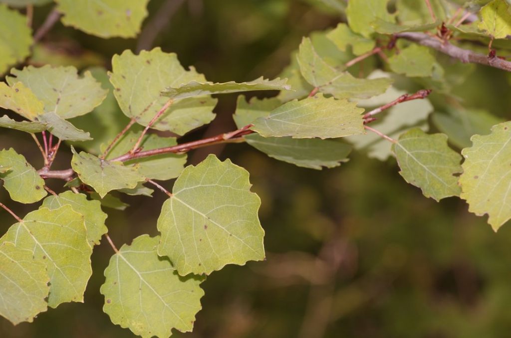 Populus tremula?