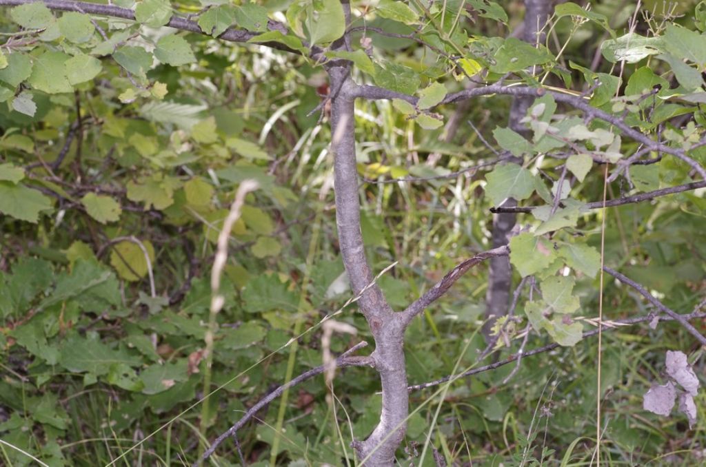 Populus tremula?