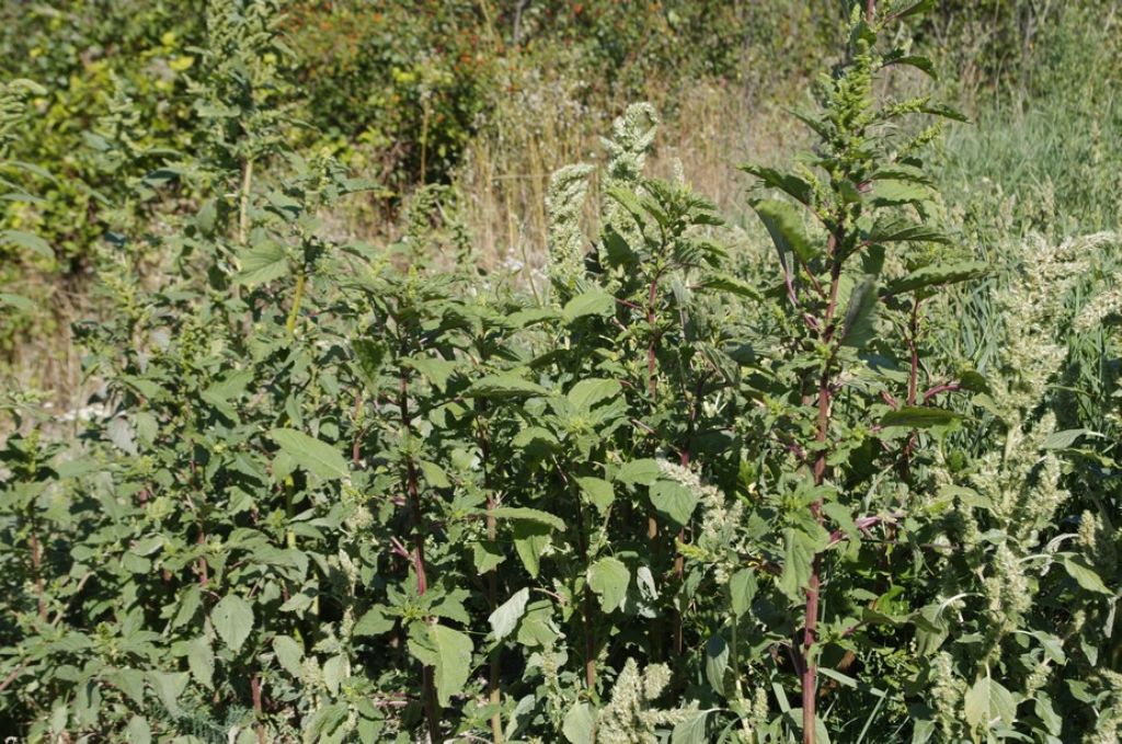 Amaranthus cfr.retroflexus