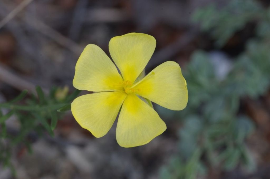 fiore di collina da determinare - Cistacea