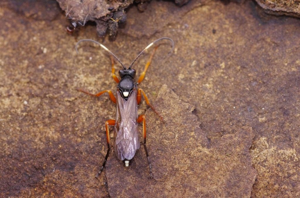 vespe in invernazione: Ichneumonidae