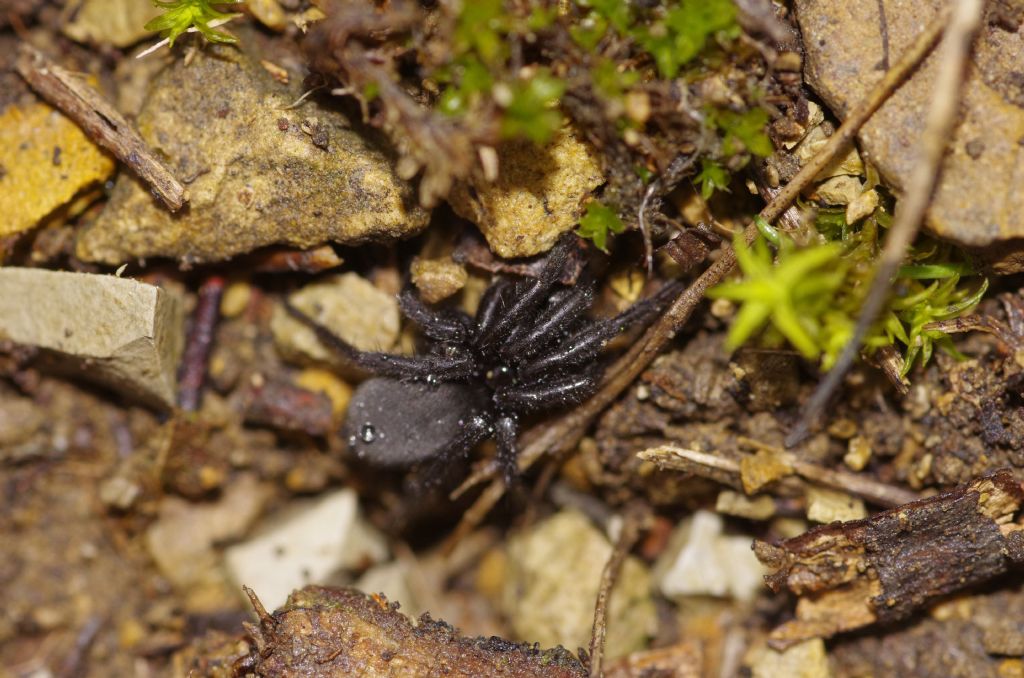 Drassodes sp. (giovane)  e Gnaphosa sp  - Appennino parmense