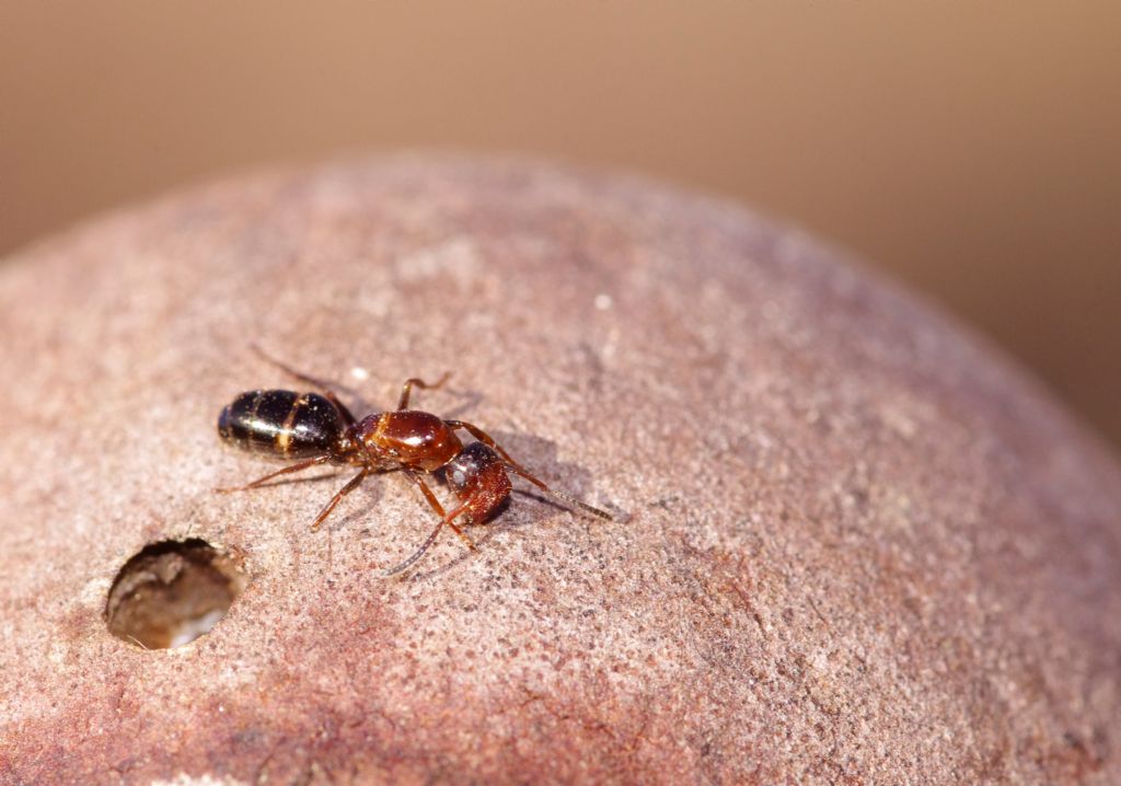 regina di Temnothorax sp.?  No, regina di Camponotus truncatus