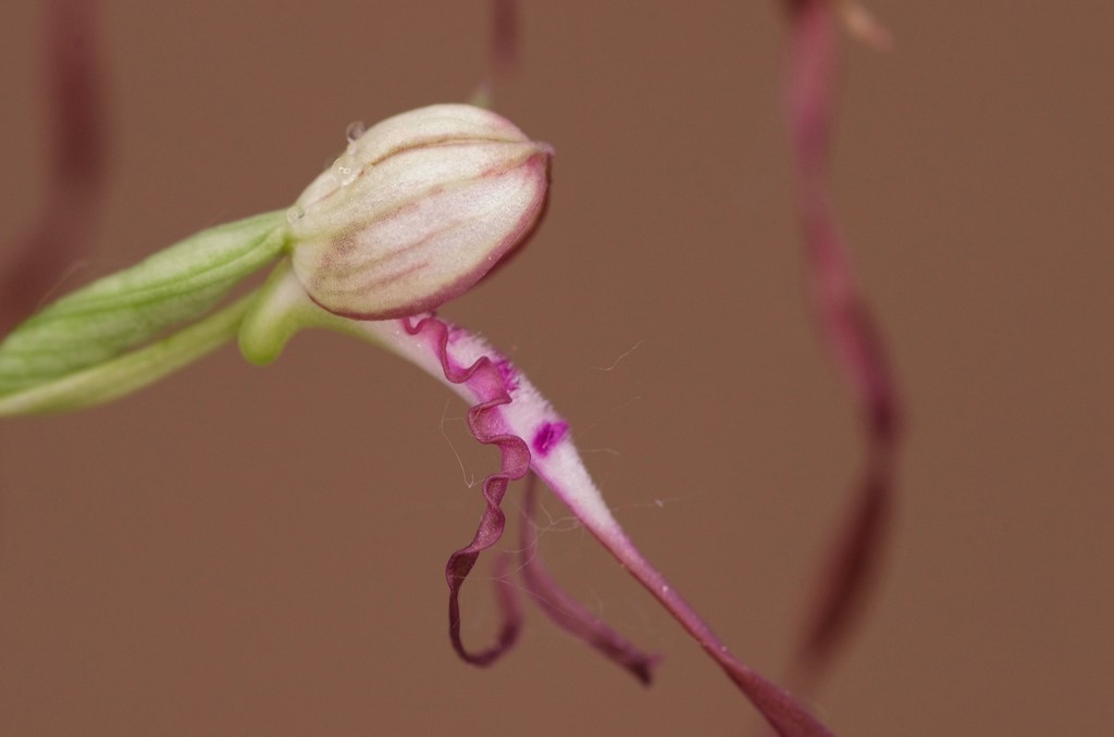 Hymantoglossum, quale?