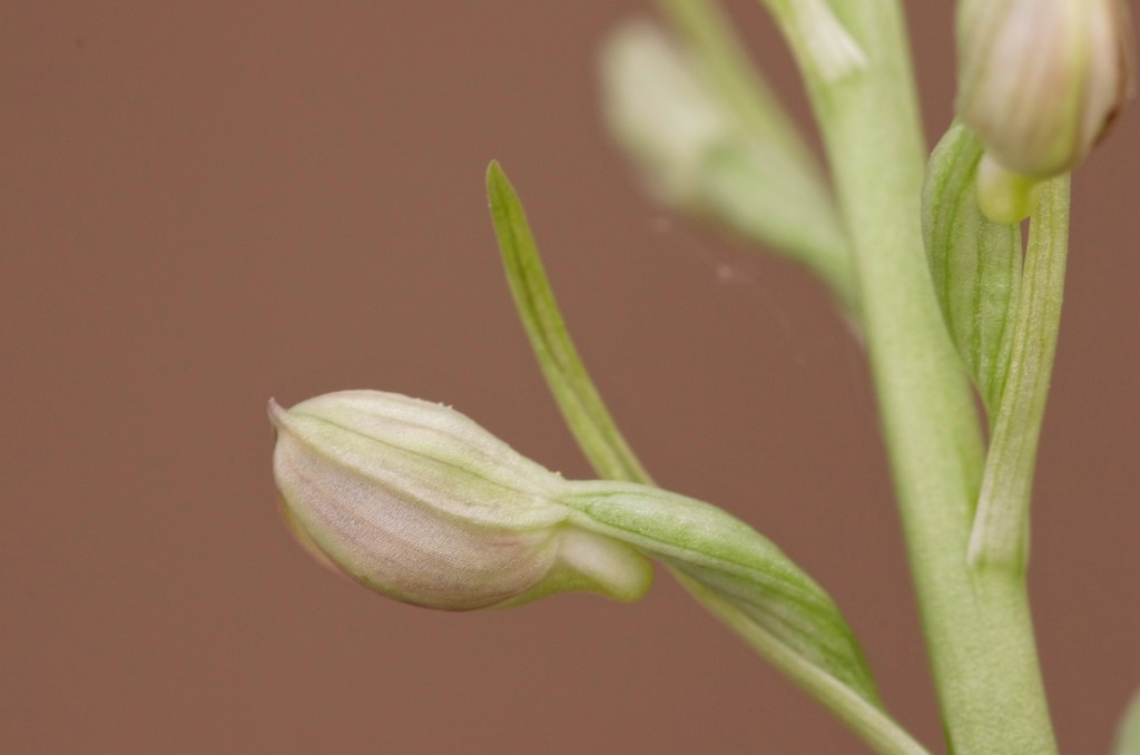 Hymantoglossum, quale?