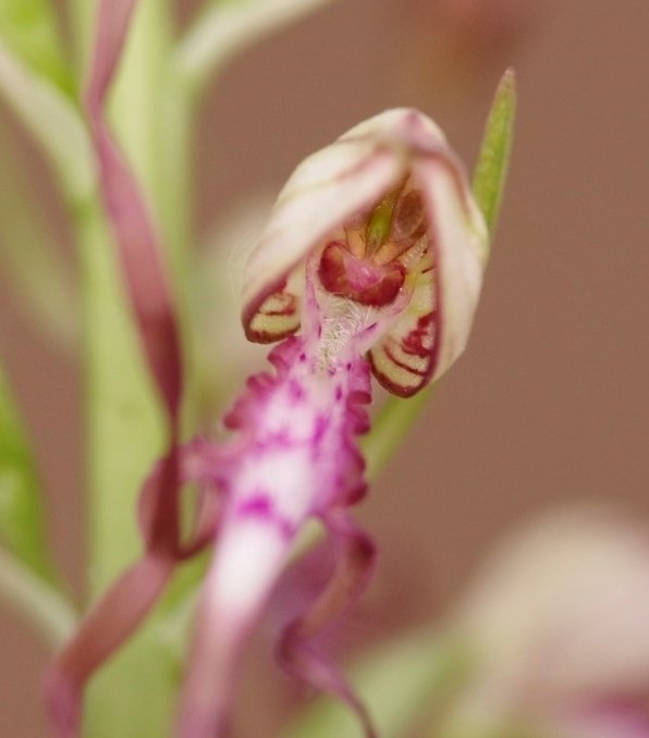 Hymantoglossum, quale?