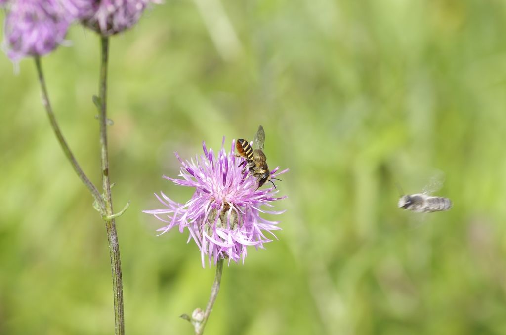 Apidae Megachilinae: Megachile sp.