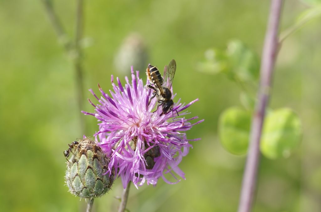 Apidae Megachilinae: Megachile sp.