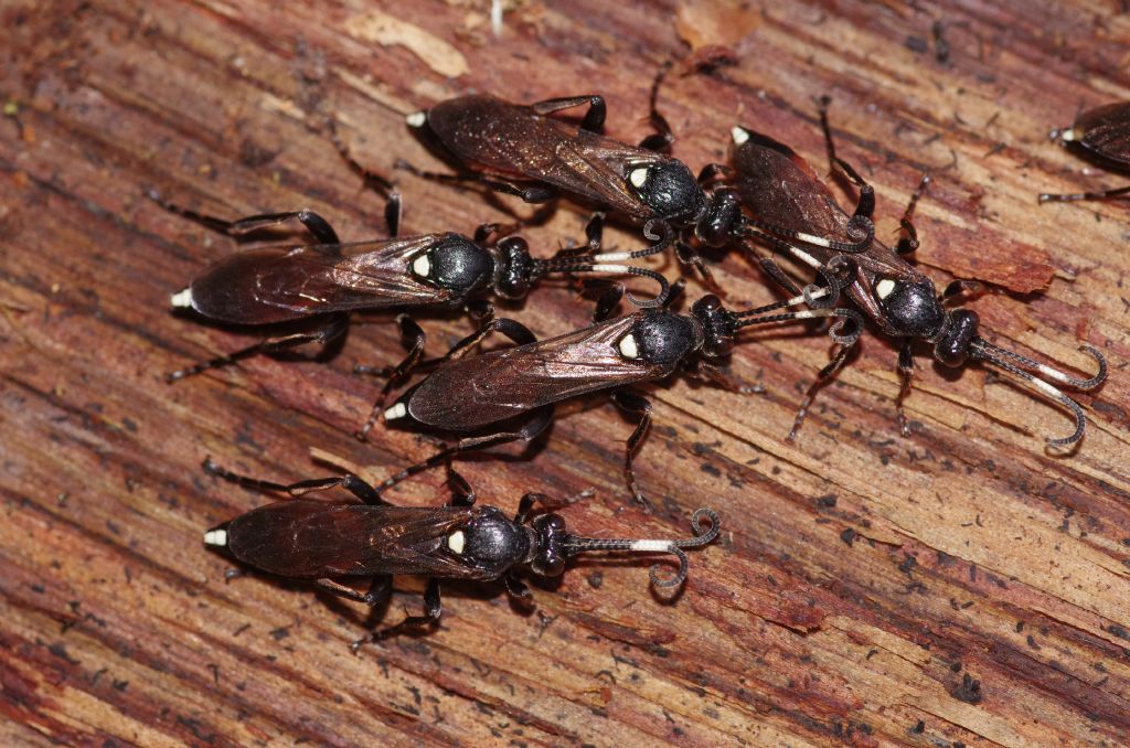 Ichneumonidae in gruppo da determinare: cfr. Ichneumon sp.