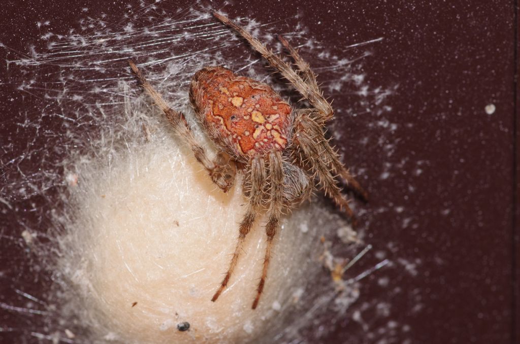 Ragno crociato?   S, Araneus diadematus - Salsomaggiore (PR)