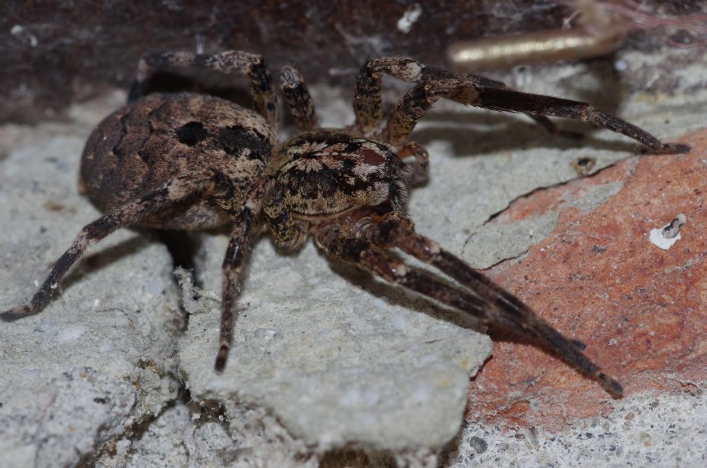 Licoside? No, Zoropsidae:  Zoropsis spinimana - prov. Parma