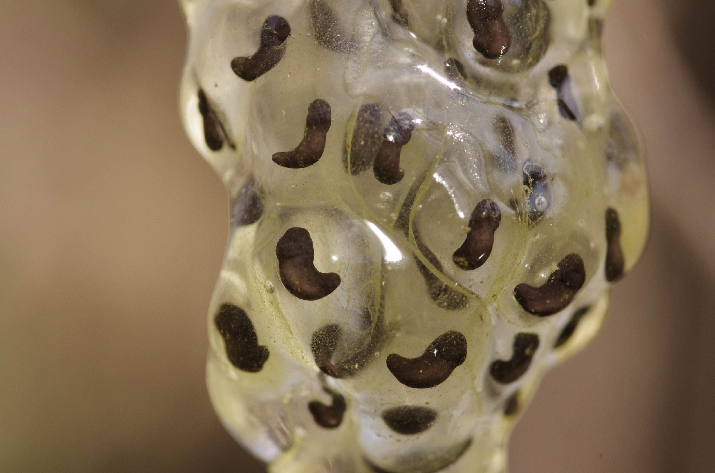 ovature, di chi sono? ... di Rana latastei