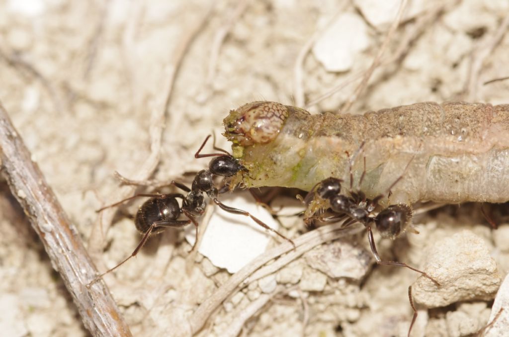 formiche da determinare:  Formica (Serviformica) sp.