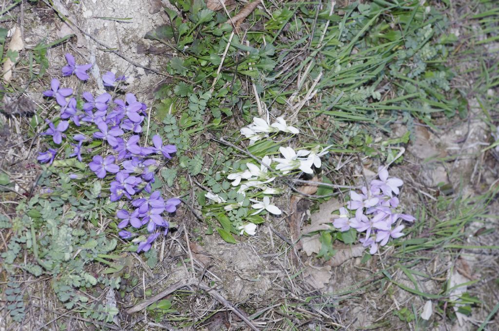 Viola odorata e le altre