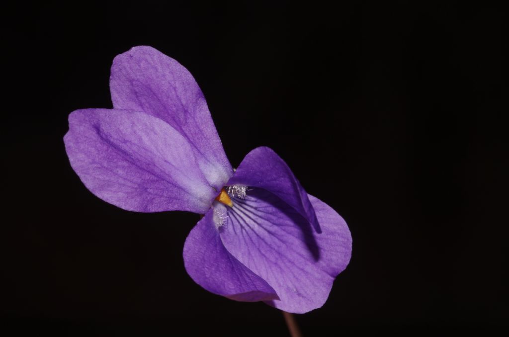 Viola odorata e le altre