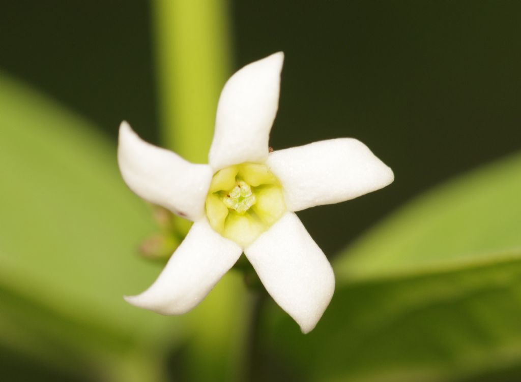 fiore a elica:   Vincetoxicum hirundinaria (Apocynaceae)