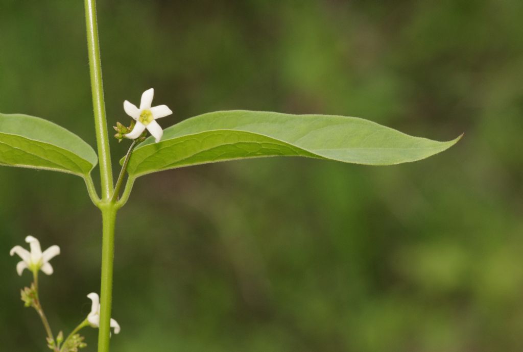 fiore a elica:   Vincetoxicum hirundinaria (Apocynaceae)