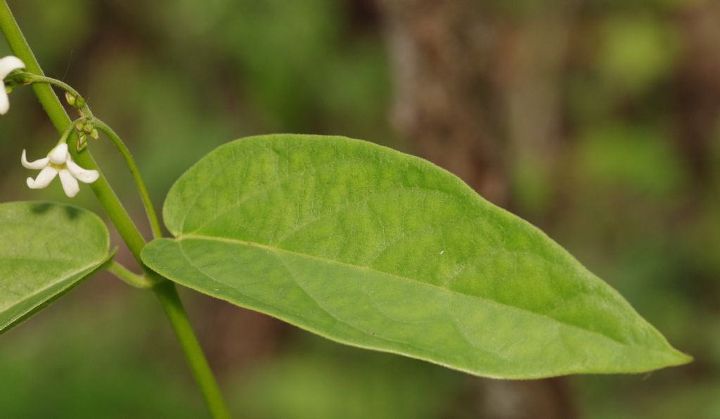 fiore a elica:   Vincetoxicum hirundinaria (Apocynaceae)