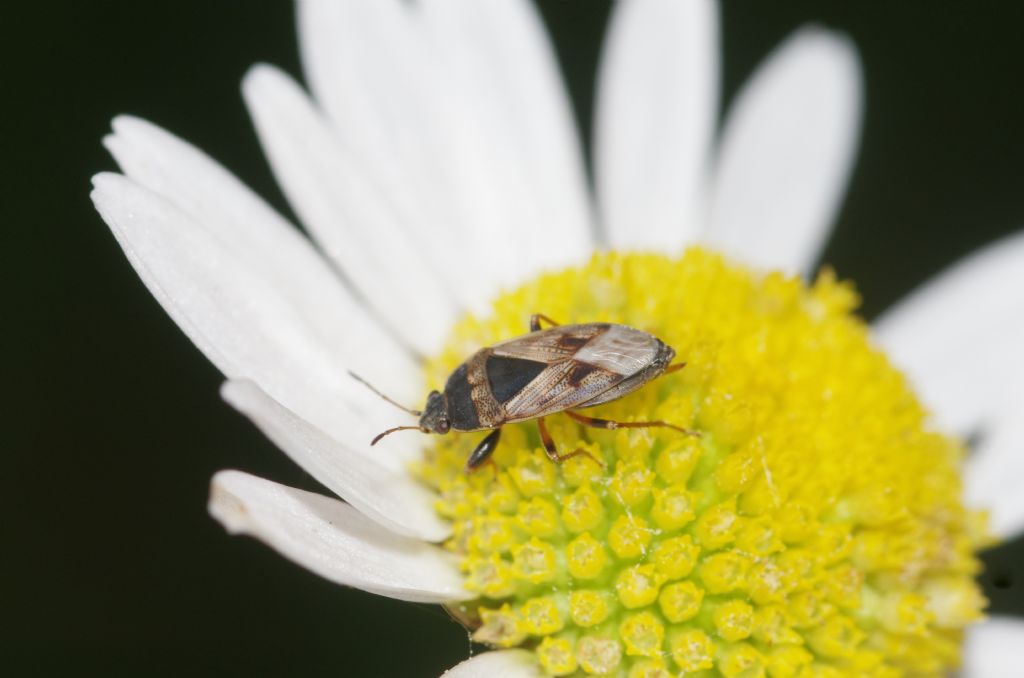 Trapezonotus ullrichi (Lygaeidae) e Adelphocoris lineolatus (Miridae)