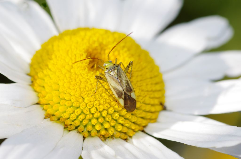 Trapezonotus ullrichi (Lygaeidae) e Adelphocoris lineolatus (Miridae)