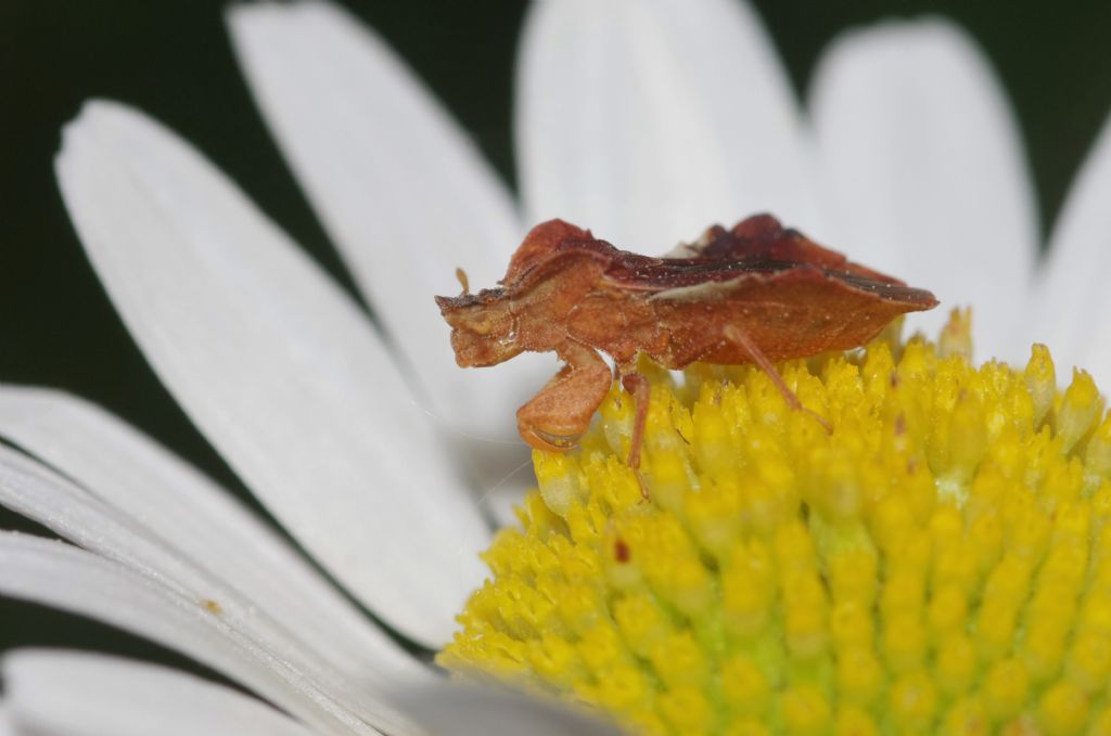 con zampe raptatorie da determinare - Reduviidae: Phymata crassipes