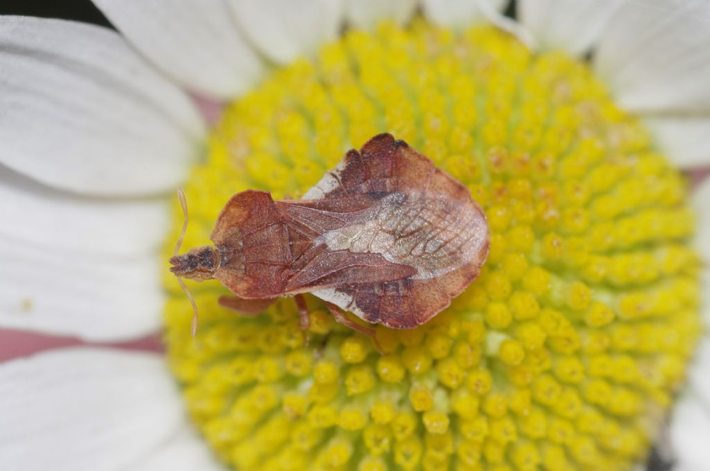 con zampe raptatorie da determinare - Reduviidae: Phymata crassipes