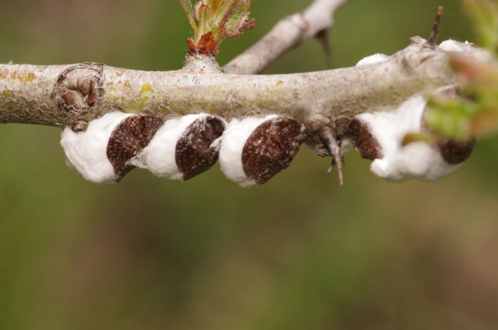 Margarodidae: Icerya purchasi, femmine con ovisacco